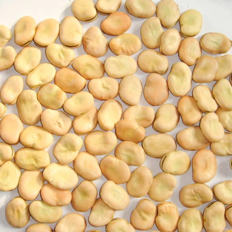 
Wholesale broad bean split peeled new crop 