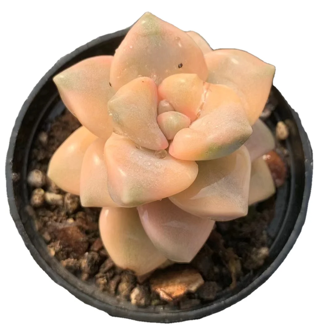 
wy30 Echeveria Titubans Variegated Live plant Indoor plant Succulent natural plant Natural 