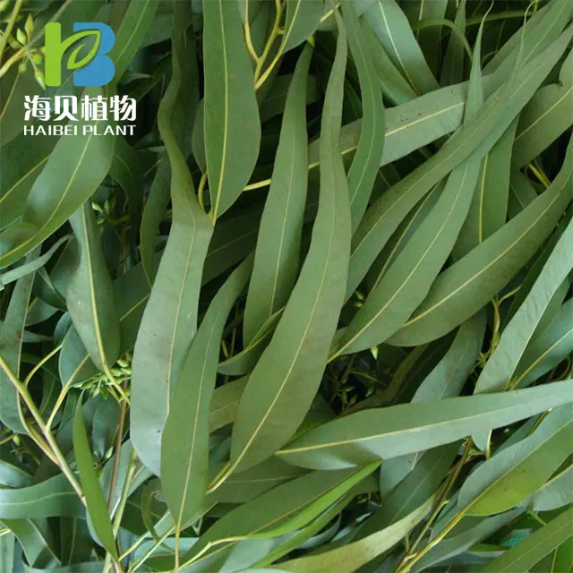 
Eucalyptol natural or 1 8 Cineole in high quality 