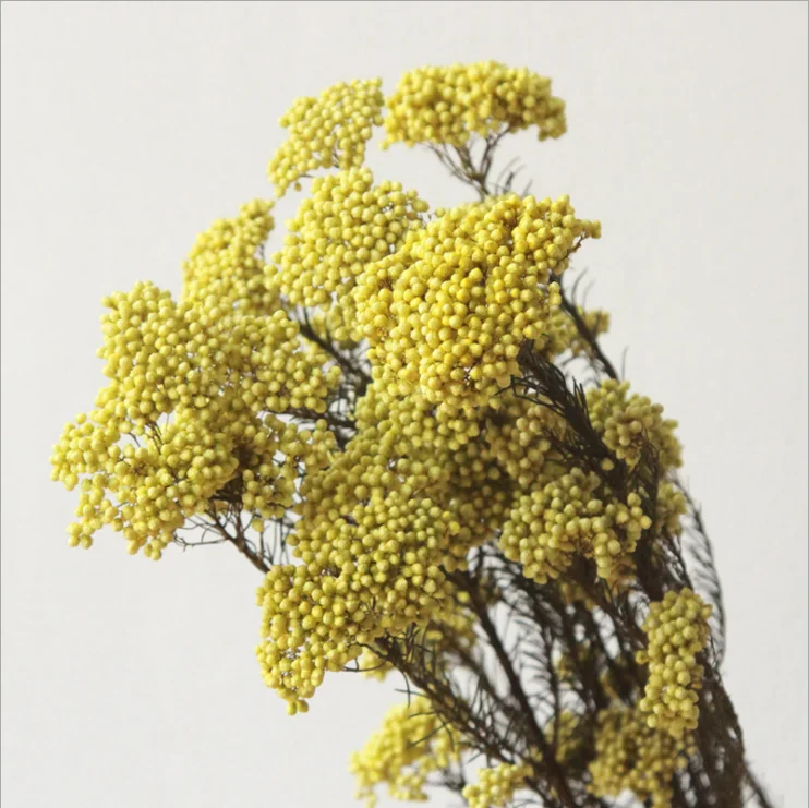 Wholesale  Natural Plant Real Millet Preserved Dried Flower Multi Colors Rice Flower For Wedding Decoration