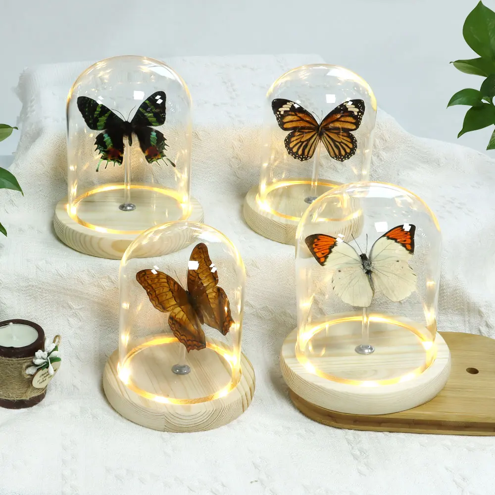 High quality Gift Biological Teaching real butterfly specimen wholesale dried wood base real butterfly specimen with glass dome
