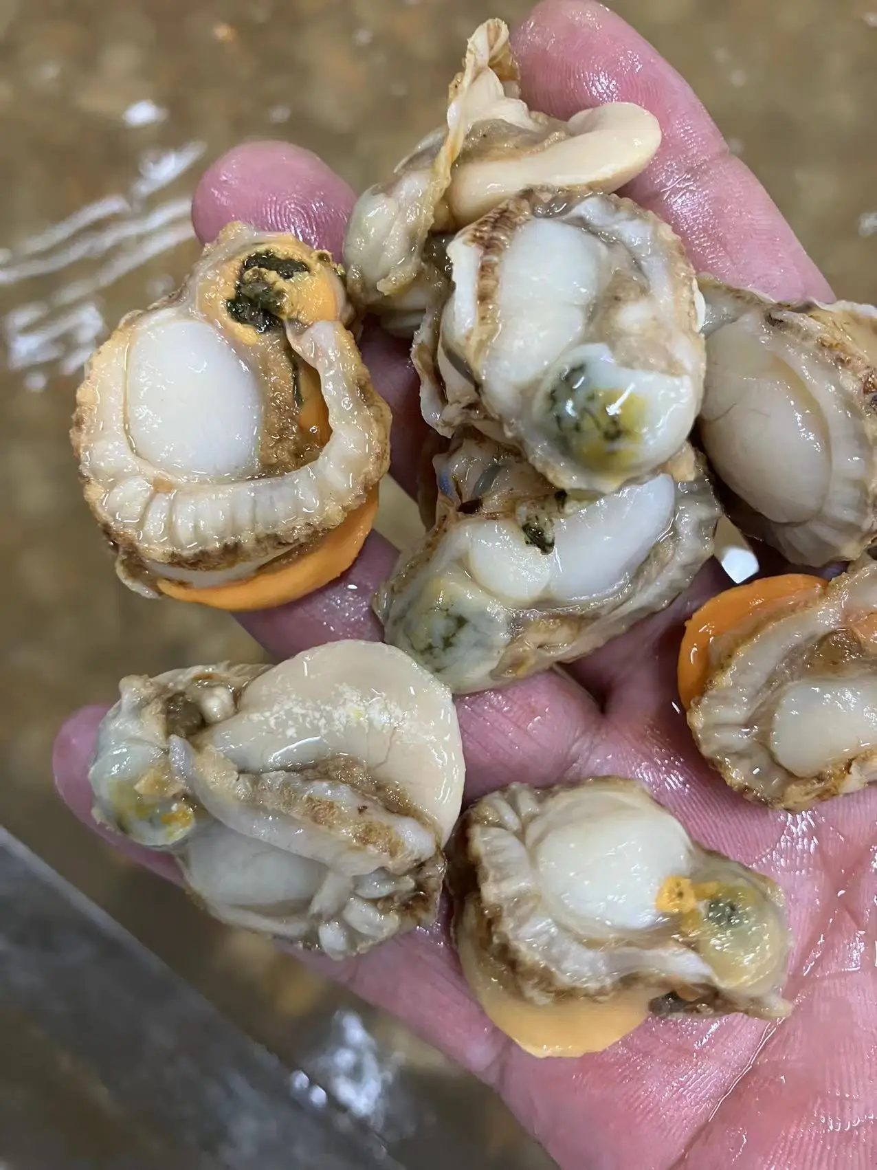 Конкурентоспособное замороженное мясо гребешка китайский экспортер импортер замороженные морепродукты мидии гребешок без оболочки
