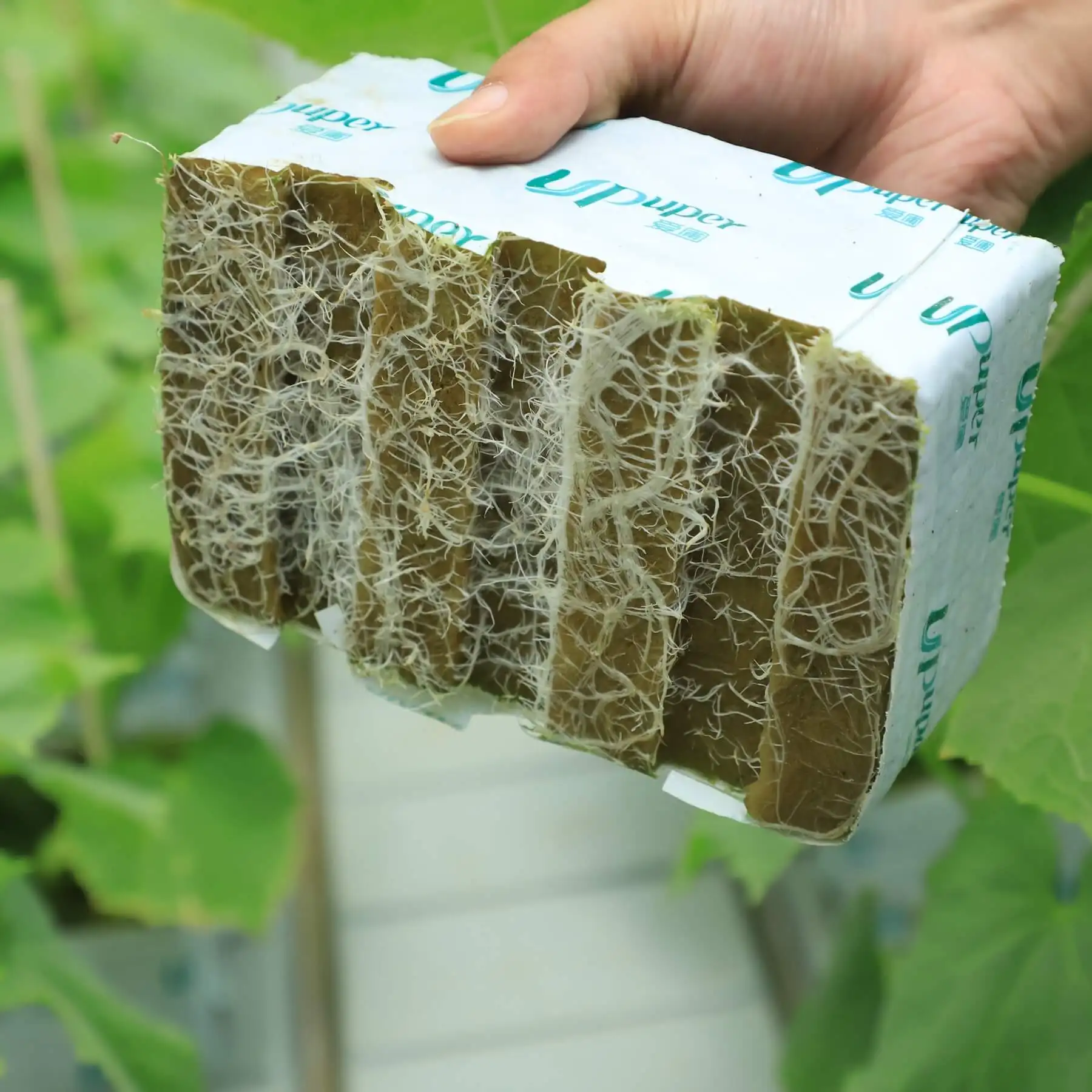 UPuper China factory 6*4*2.5 inch double holes wholesale growing cucumbers substrate rock wool cubes for hydrophonics
