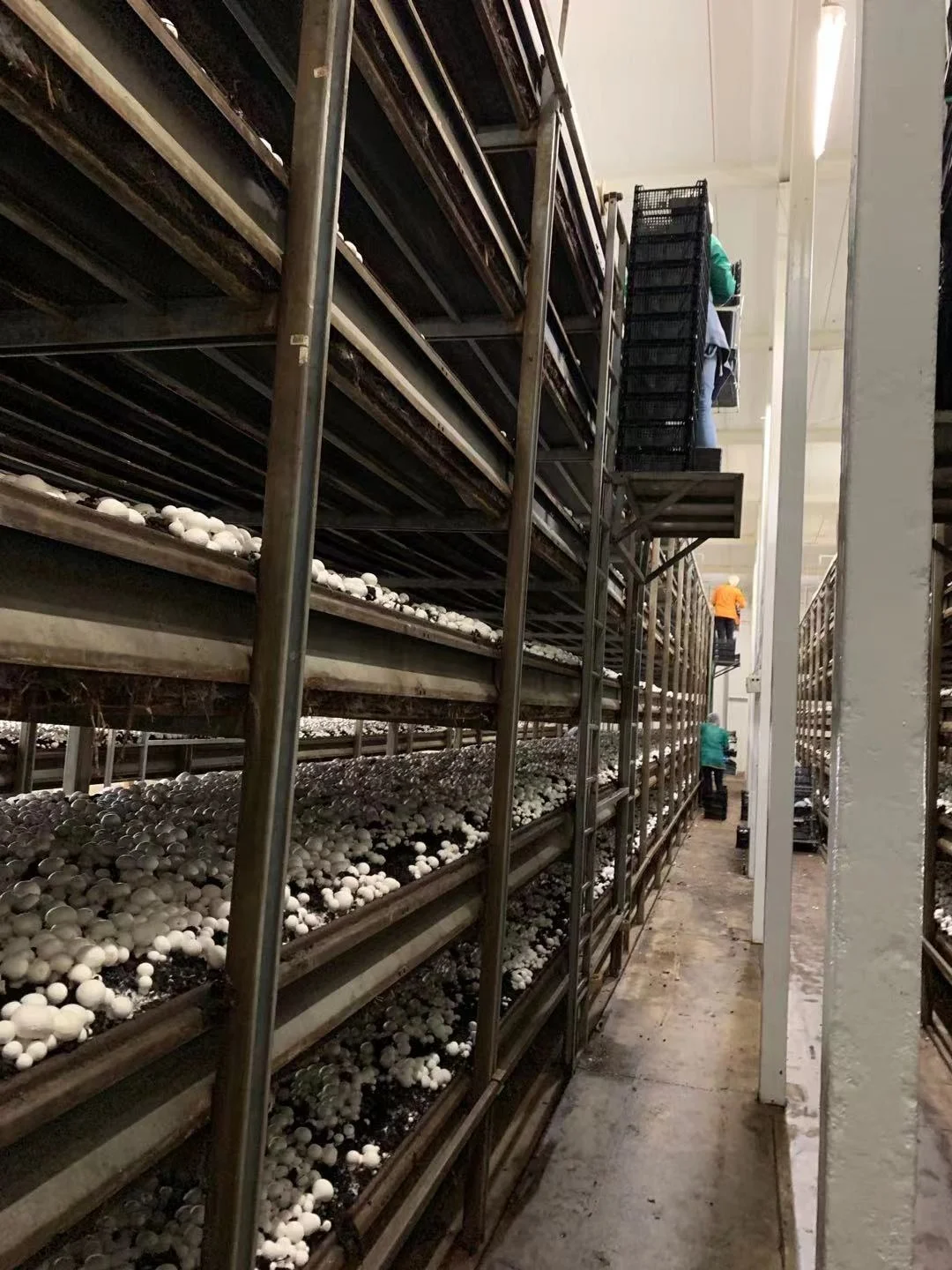 Best Selling Large Hydroponic Agaricus Bisporus Mushroom Cultivation Nets PE Film Greenhouse Planting Net