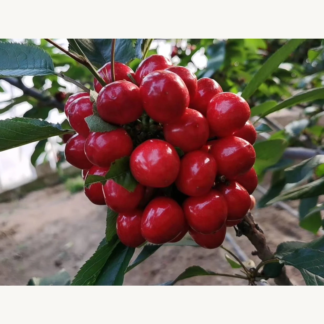 
 Профессиональные продажи свежего, безвредного и органического винограда  