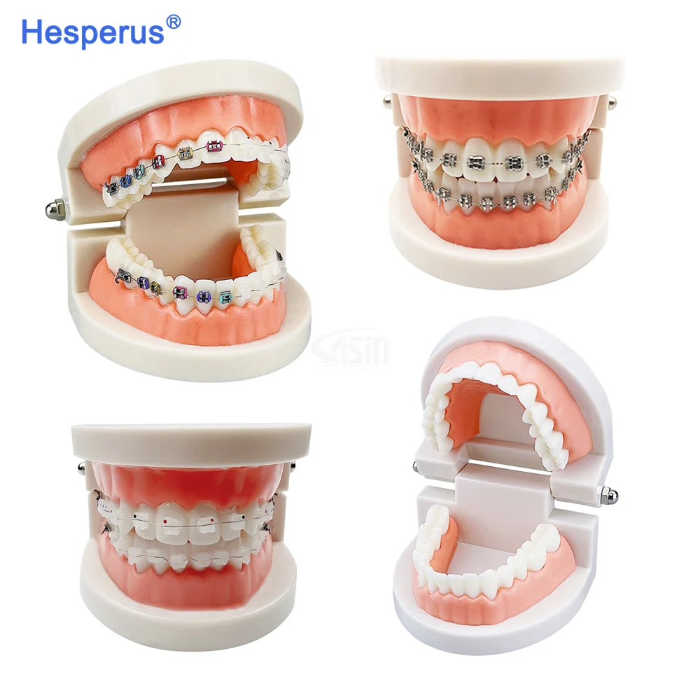 Dental Model Standard Dental Orthodontic Teeth Model With Braces Metal / Ceramic Brackets For Dentistry Education Study HESPERUS