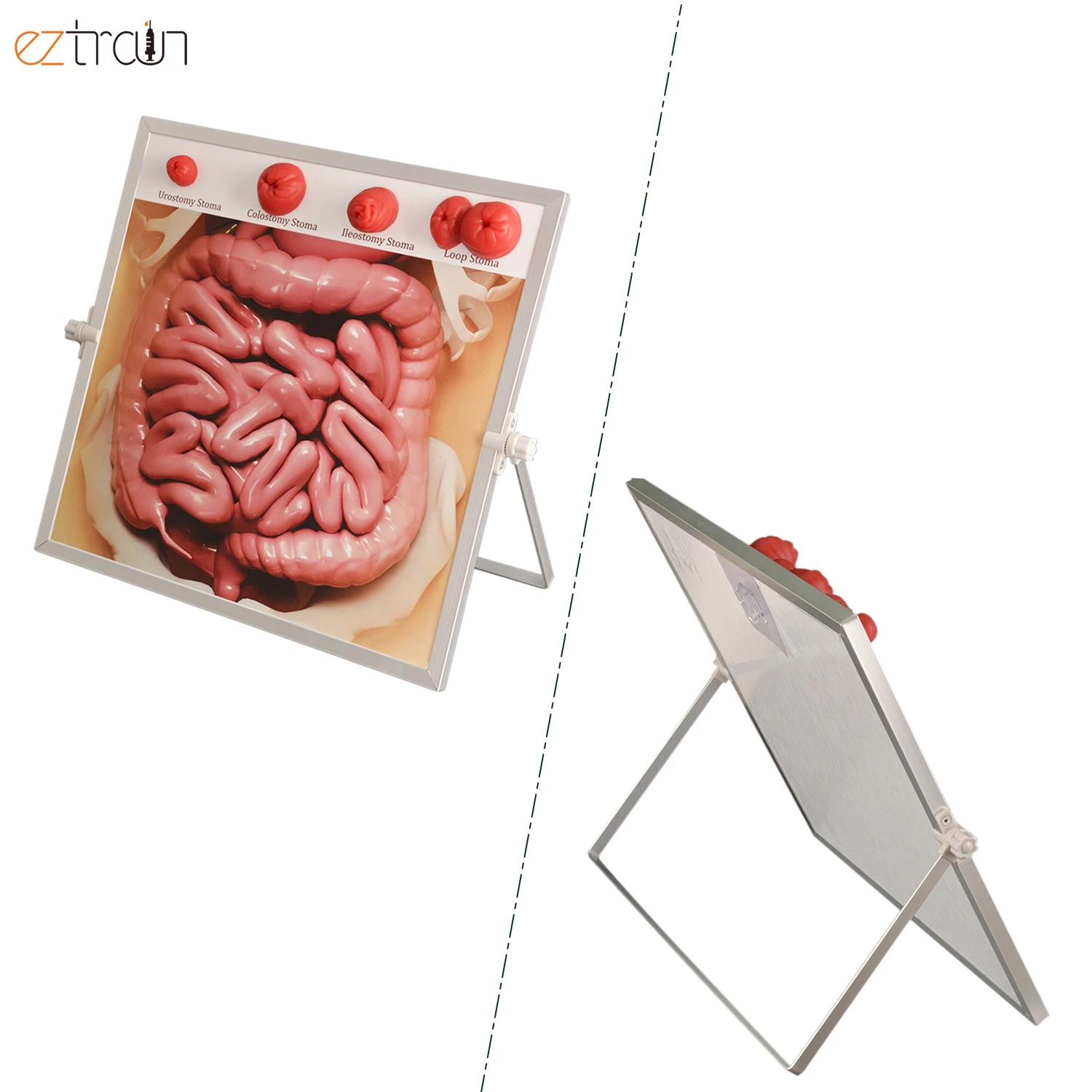 Medical Biological Teaching Ostomy Demonstration kit Model School Anatomy Model