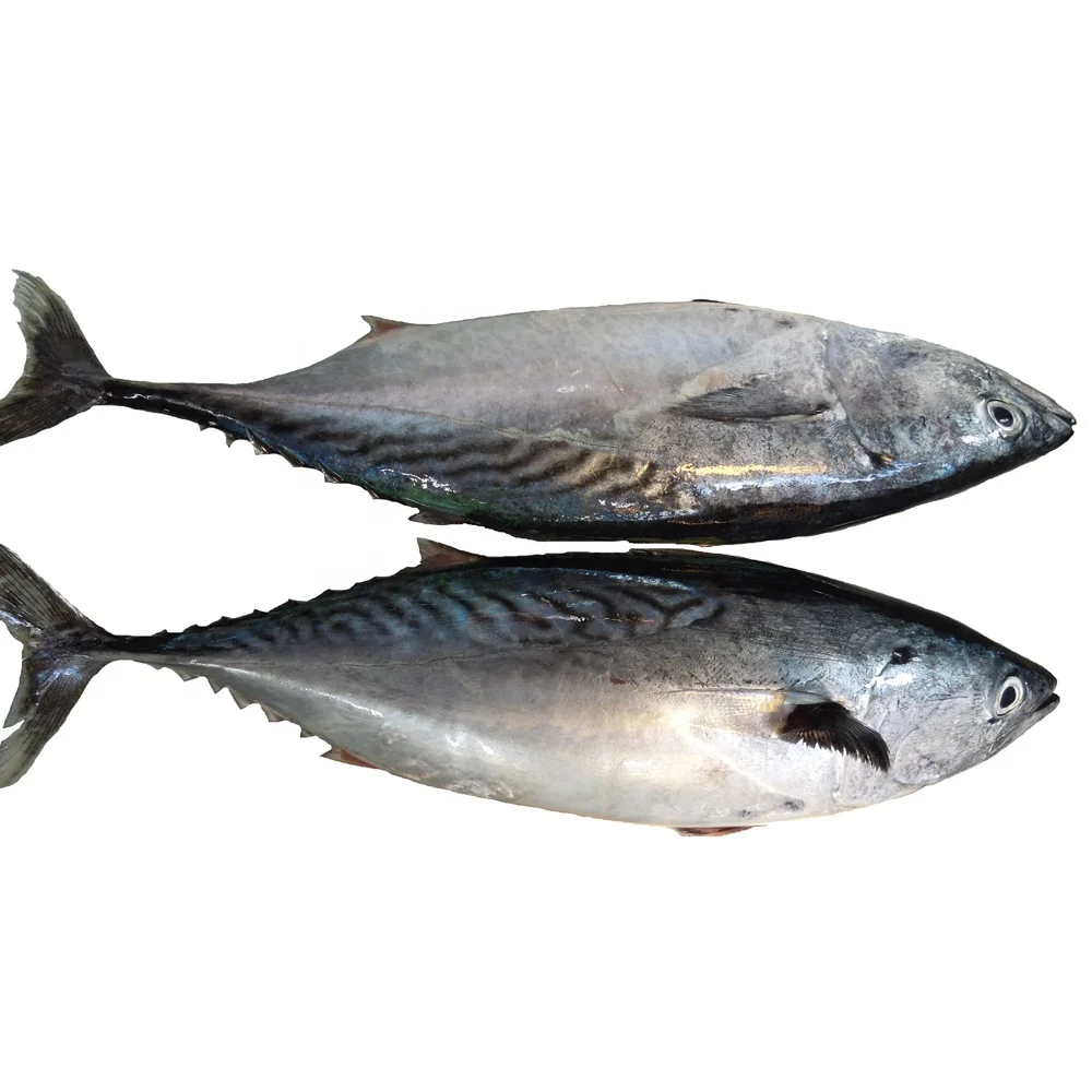 Замороженный Бонито скумбрия тунец шкидок