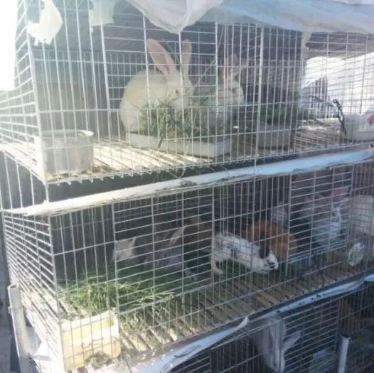extra large rabbit cages of plastic tray rabbit cage with pull out tray