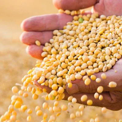 Food Grade Quality Soybeans Bulk Container Packaging Soya bean With Canadian Origin