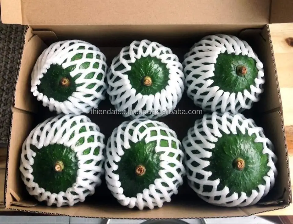 
HIGH QUALITY BOOTH ROUND AVOCADO VIETNAM 