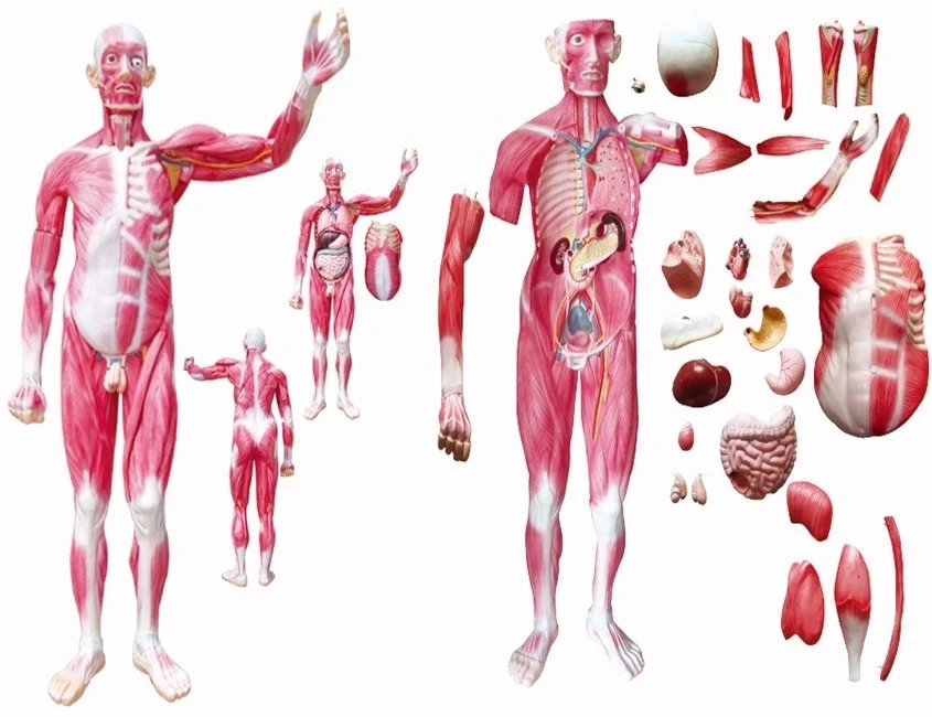 170cm Life Size Human Body Muscle Anatomical Model With Internal Organs