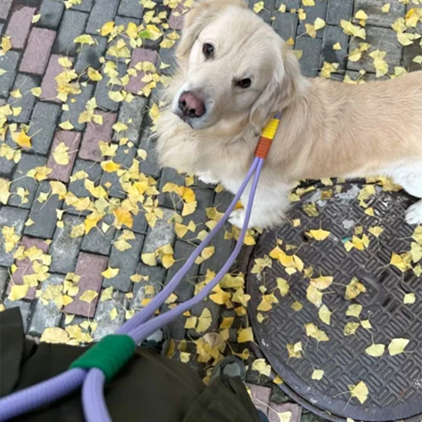 Custom 2023 New Design Luxury Hands-free Dog Rope Leash Adjustable Length Polyester Lead for Small Large Medium Dogs