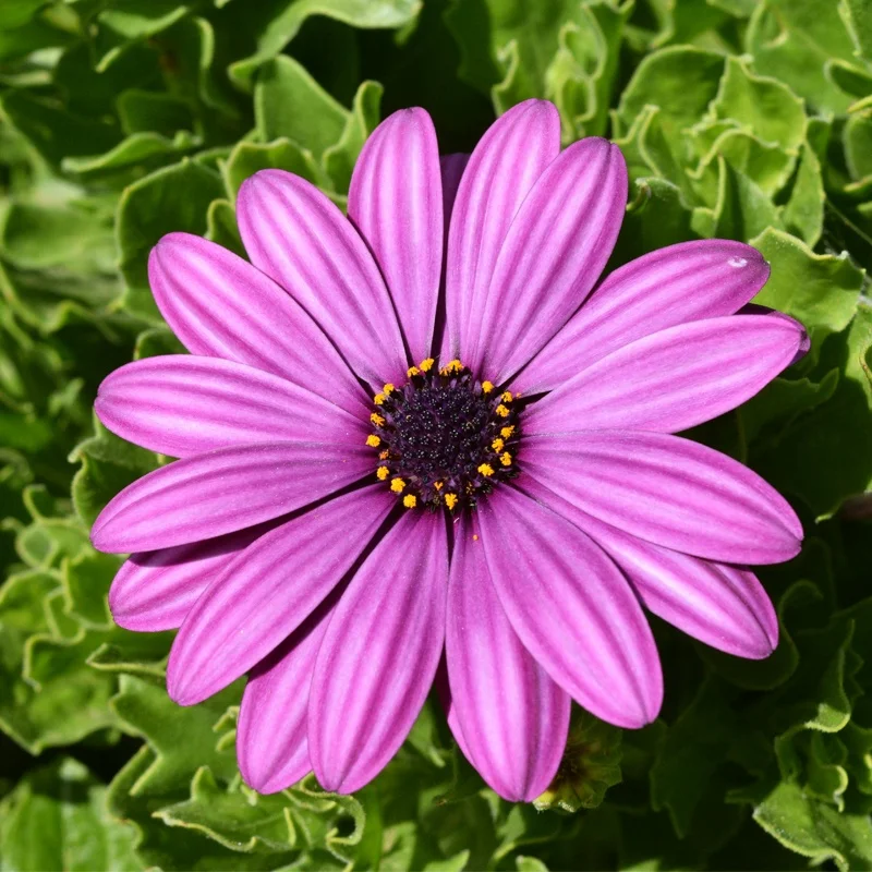 
Hot cheap Osteospermum seed straw chrysanthemum flower seeds 