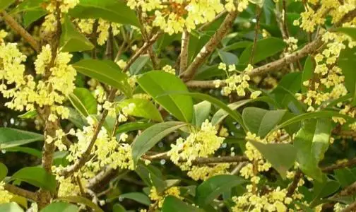 Wholesale most people buy pure natural bay leaf extract