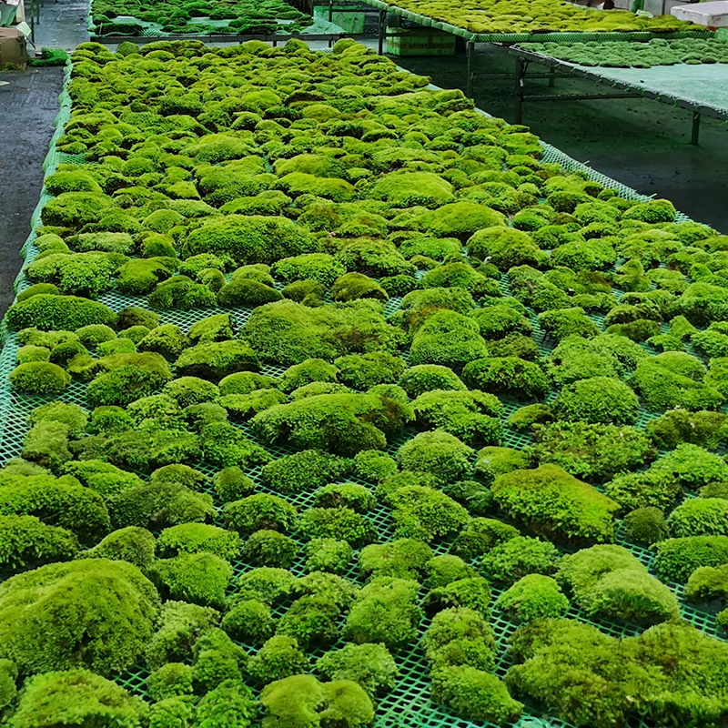 environmental decorative plant 3D Bun Lichen Moss preserved sheet stabilized Preserved Pole Moss for home wall interior decor