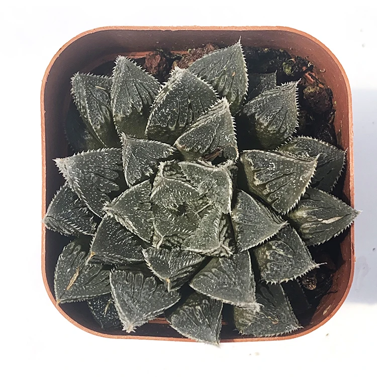 
potted natural hot sale green color succulent plants of x Sedeveria for indoor decoration 