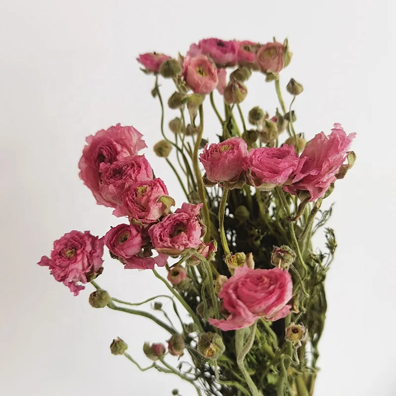 wholesale natural dried peony flowers dried Lisianthus colorful dried Ranunculus asiaticus for home decoration