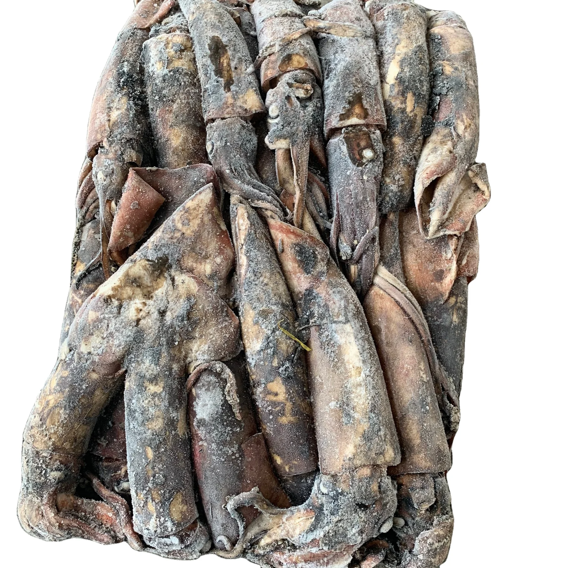 
High quality Good price Sea Frozen Indian Ocean Squid For Sale 