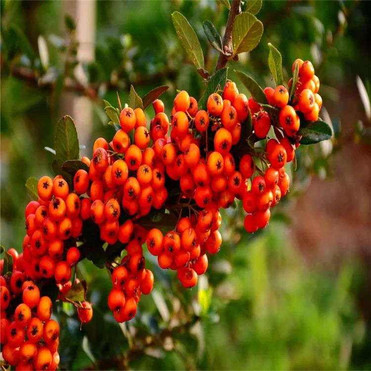 Manufacturer Directly Supplied Organic Tibetan Seabuckthorn Extract Seabuckthorn Powder