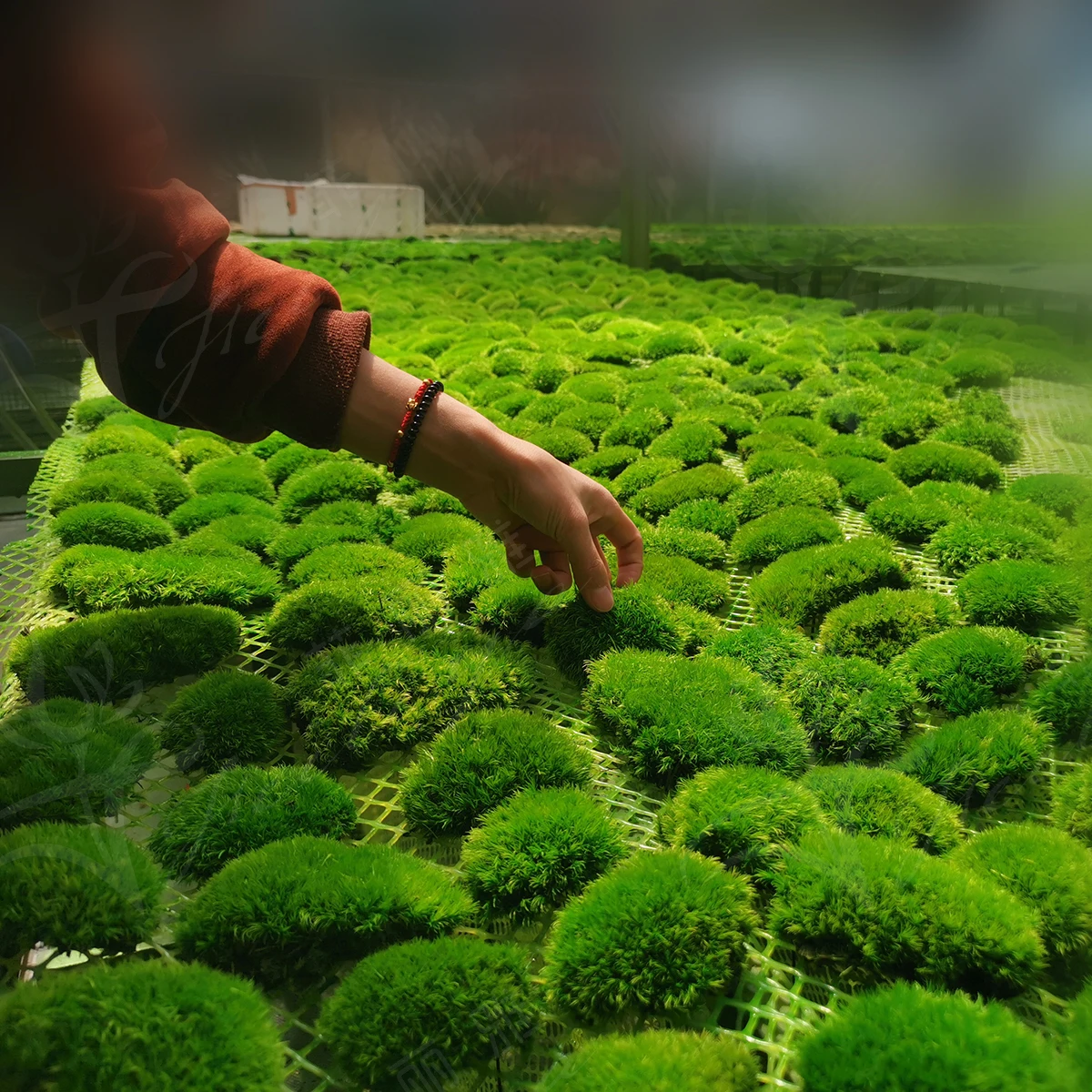 Every Love Real Preserved Moss Wall Custom Size Moss Painting Natural Decorative Flowers & Wreaths Wooden Frame Is Installed T/T