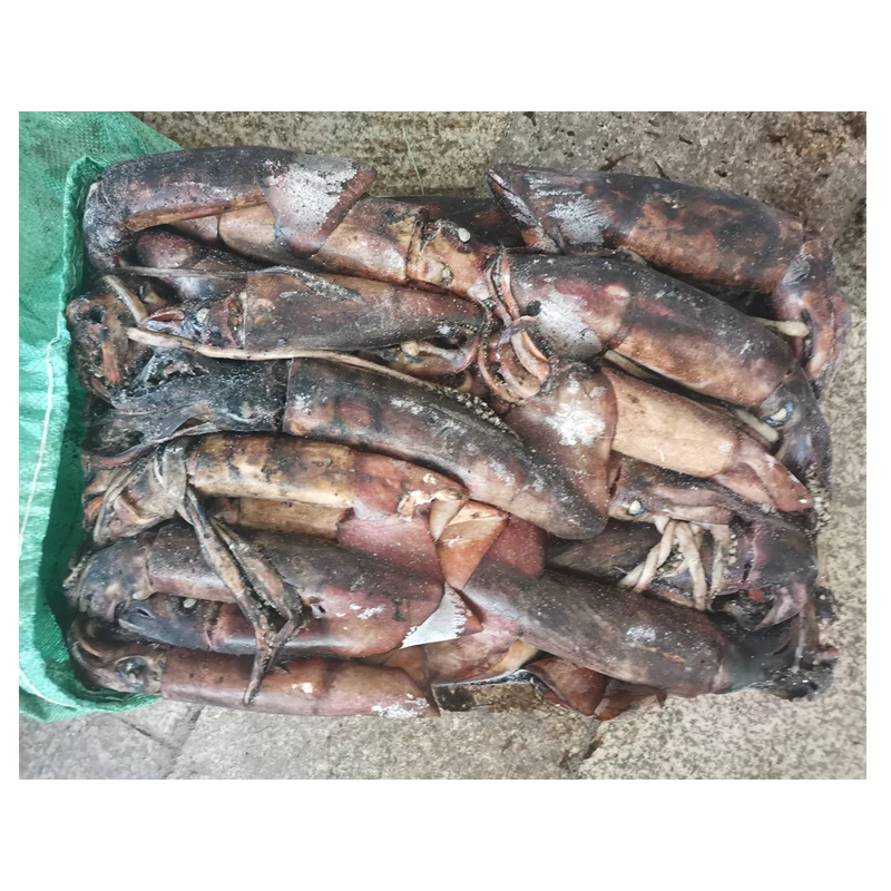 Frozen Glitter Black Squid Ring Frozen Squid Ring Cheap Price Black Squid for Market