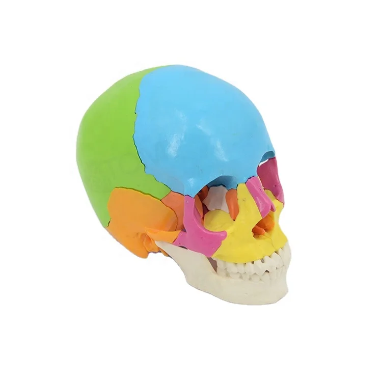 Человека цветные модели черепа, 22 деталей в натуральную величину для детского PNT-0159