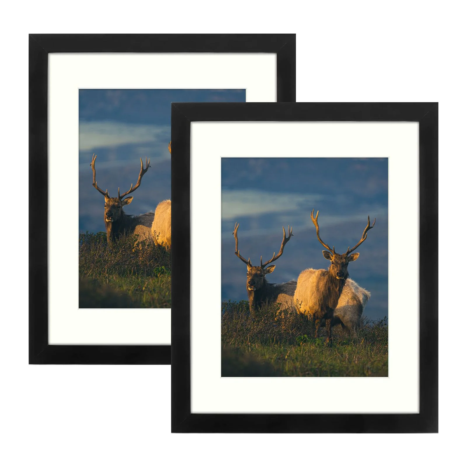 11x14 Black Certificate Frame Displays 8.5x11 with Mat or 11x14 Inch Without Mat for Wall Mounting picture frame