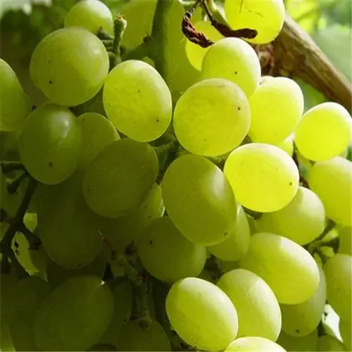 Натуральные ароматизаторы для напитков фруктовый сок концентрат зеленого виноградного сока Экстракт Зеленого Винограда жидкий аромат зеленая Виноградная эссенция