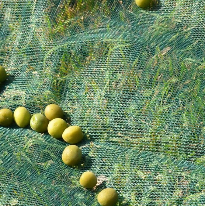 New HDPE Fruit collect net harvest with better performance outcomes Olive netting
