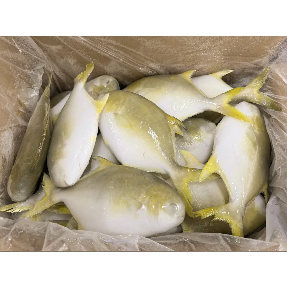 wholesale frozen golden pompano fish golden pomfret frozen fish pomfret