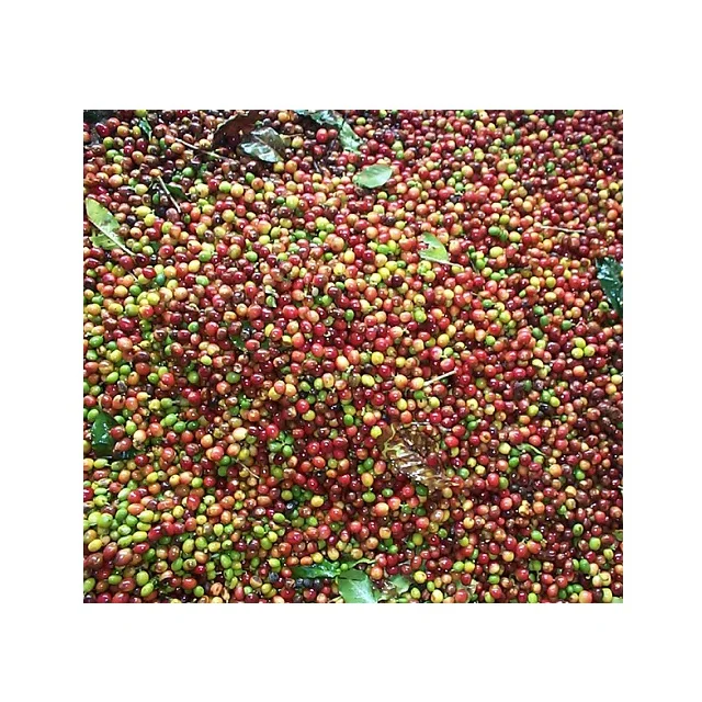 
Vietnam robusta roasted coffee beans - Green Coffee Export to EU, USA, Korea, Japan, UAE - Roasted Coffee at Cheap Price 