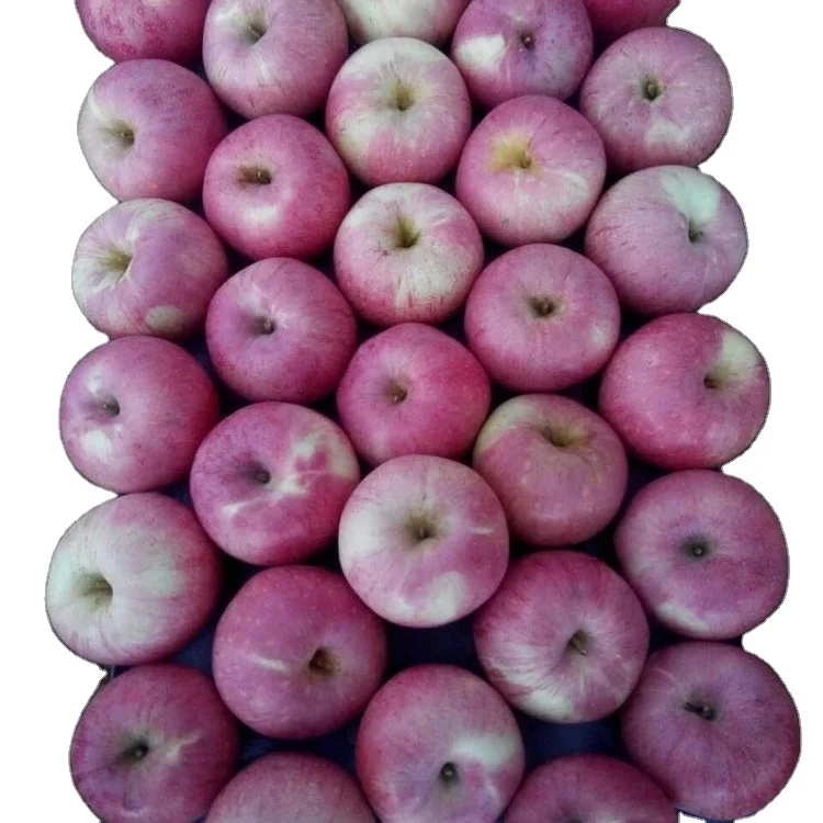 Shanxi qinguan apple Baishui Qinguan, экспортер яблок