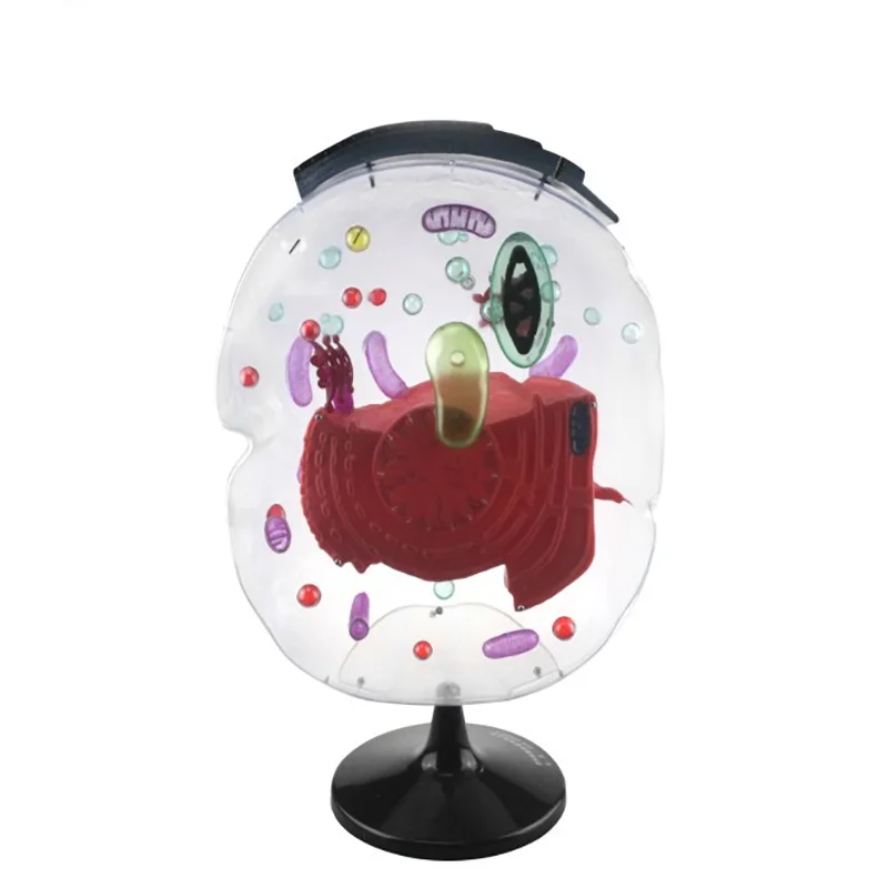 Biology Instrument Educational Science Biology Teaching Instrument Human Skin Models