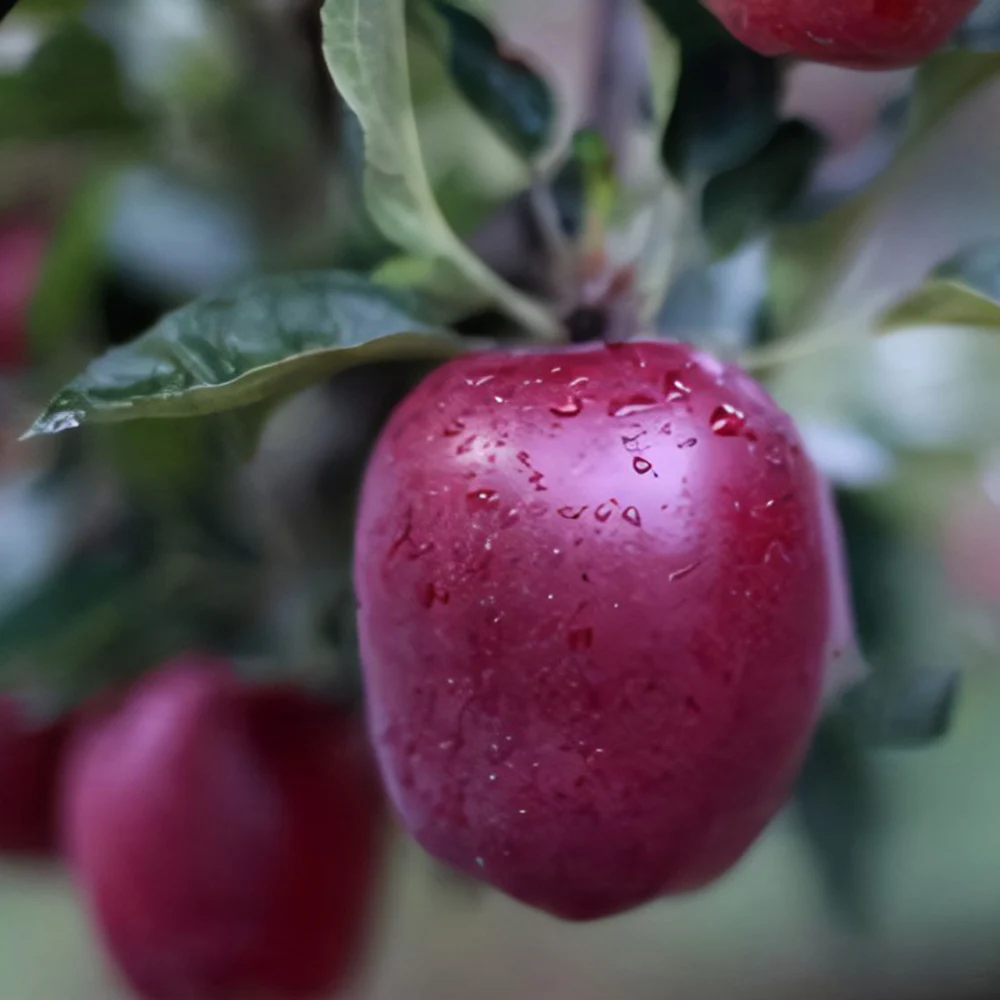 Factory Manufacture Various red mature huaniu apple fresh huaniu apple