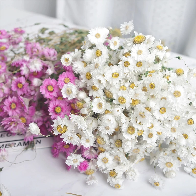Factory Wholesale Natural Dried Flowers Rhodanthe Bouquet Flower Ludan Bird Dry Flowers Decorations