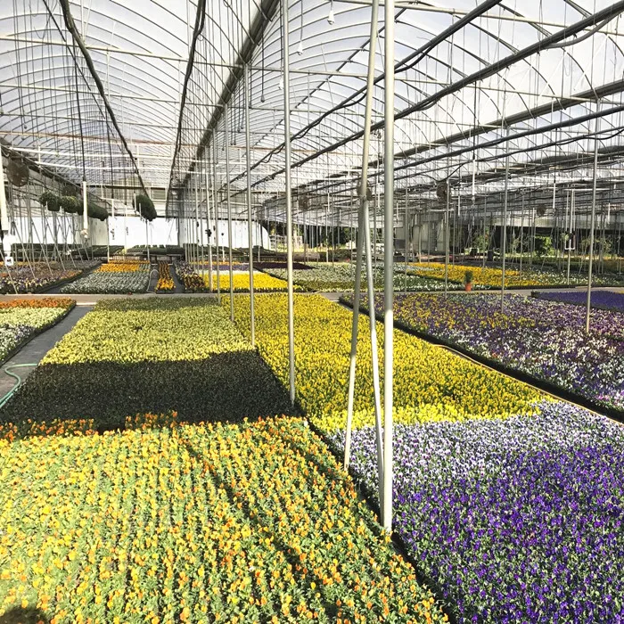 
Factory Sale Various Agricultural Tunnel Greenhouse Commercial Garden Greenhouse Flower House 