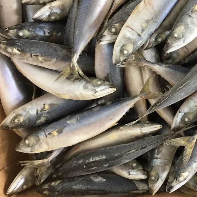 
Best Pacific Mackerel, Frozen Blue Mackerel 