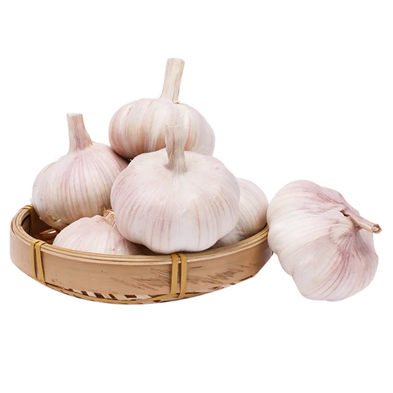 Fresh Solo Garlic From China White Garlic/Pure White Garlic/White Garlic Hot Sale