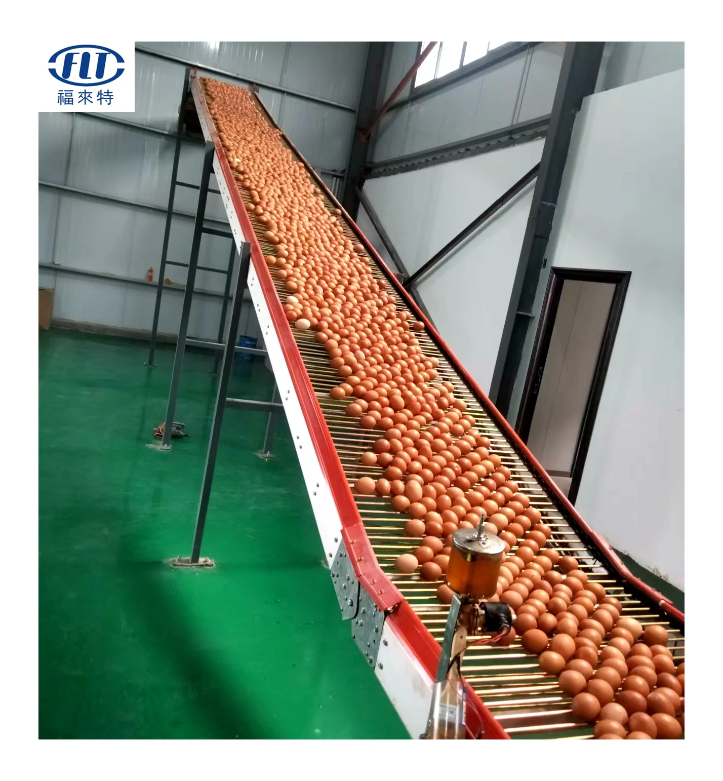 FLT 350mm 500mm  600mm  750mm  Chicken Poultry Farm Fully Automatic Egg Collection System  chain