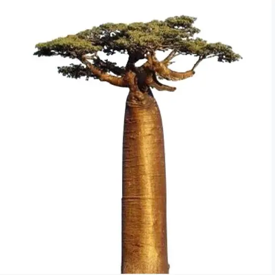 High simulation large outdoor artificial baobab tree on sale