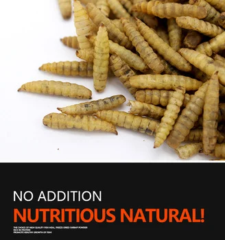 Dried Black Soldier Fly Larvae 2 LBS