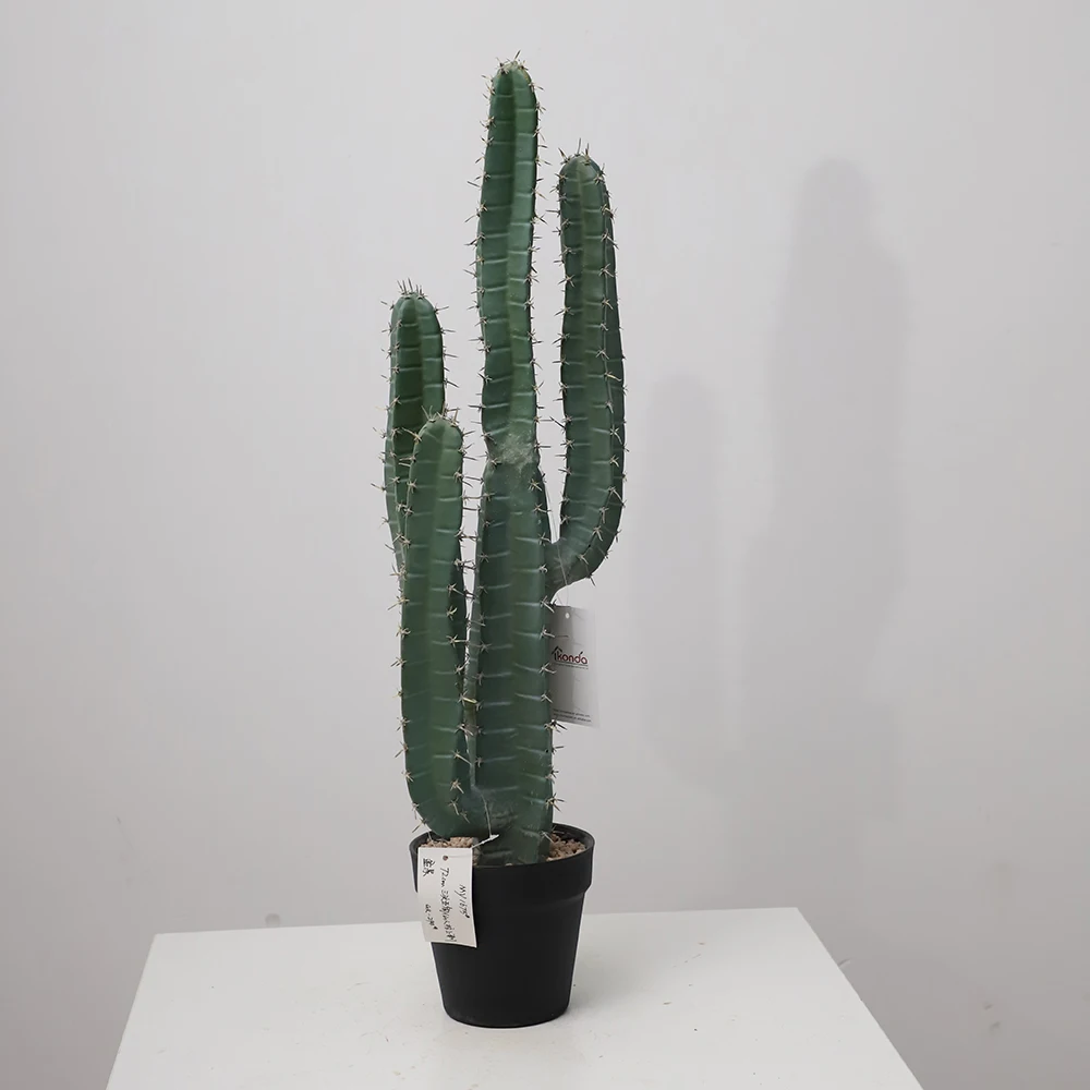 Artificial Wholesale Maceteros Para San Pedro Cactus Thailand Gymnocalycium Cactus Bailarin For Garden Landscape Decoration