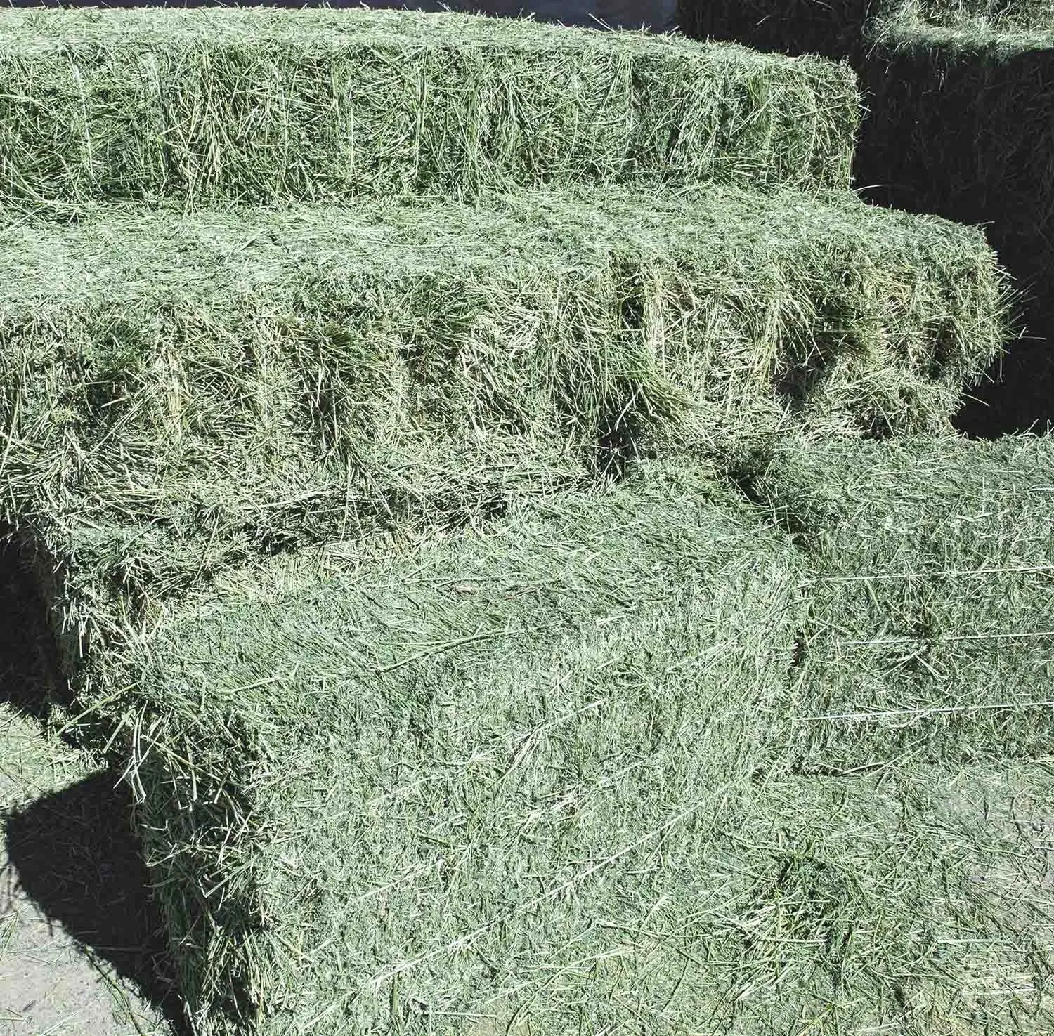 Best Grade Alfalfa Hay Bales Cattle Horses Feed, Alfalfa Hay price, Alfalfa Hay exporters