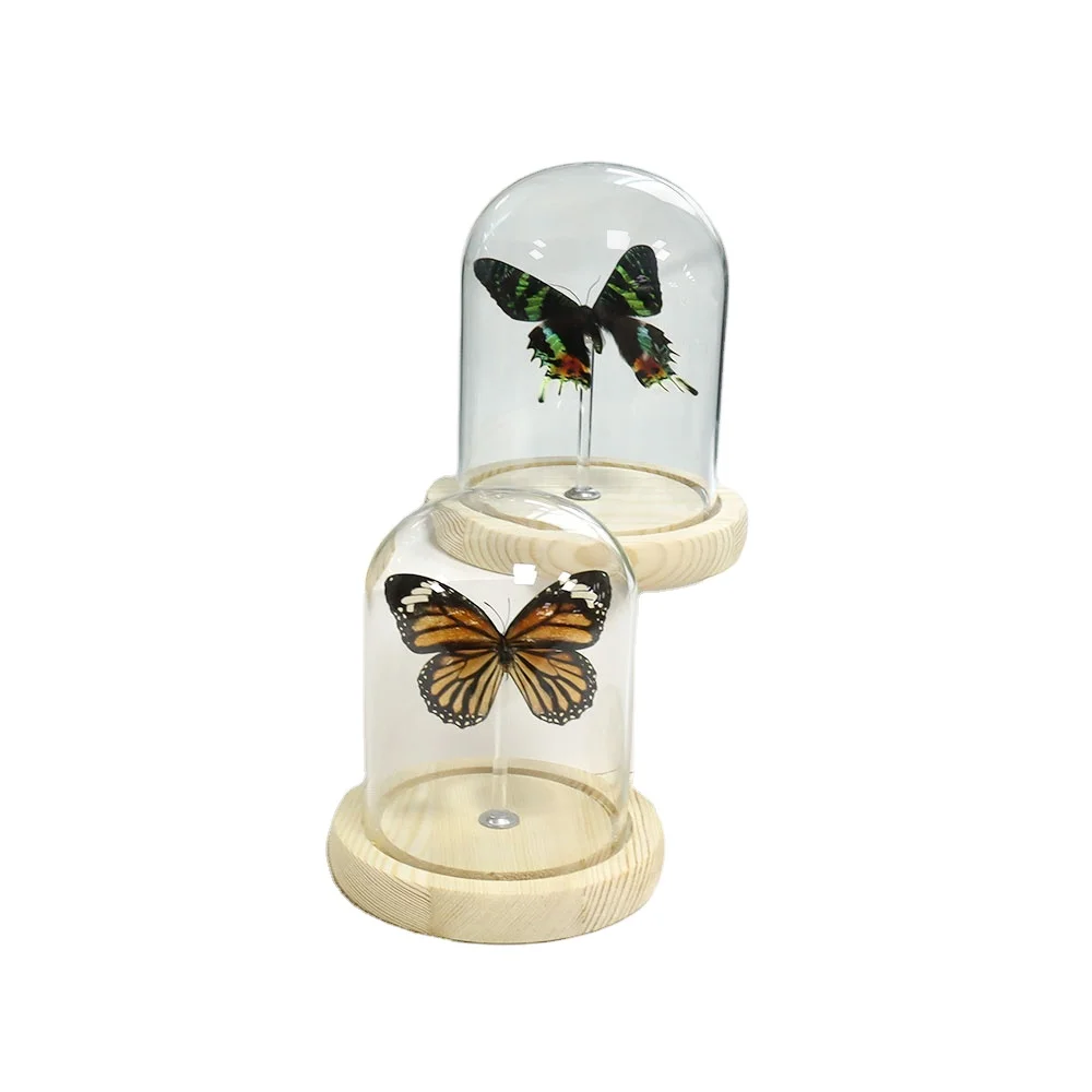 High quality Gift Biological Teaching real butterfly specimen wholesale dried wood base real butterfly specimen with glass dome