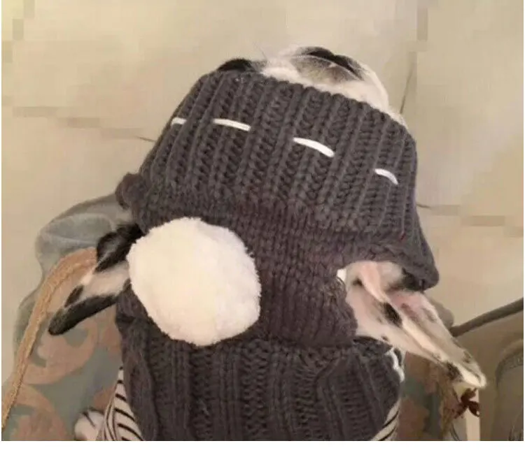 Pet French Bulldog hat colorful cute hat custom woven label winter knitted beanie hat with ball pet dog accessories plush puppy