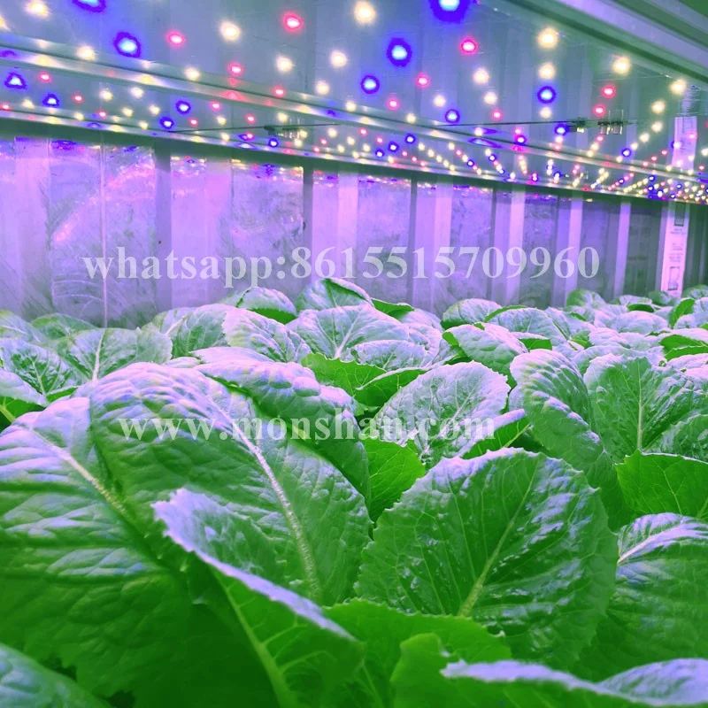 Shipping Container Plant Factory For Hydroponic Microgreen Farm