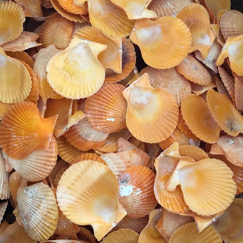 
Beautiful Varies Natural Raw Scallop Shells For Decoration Crafts 