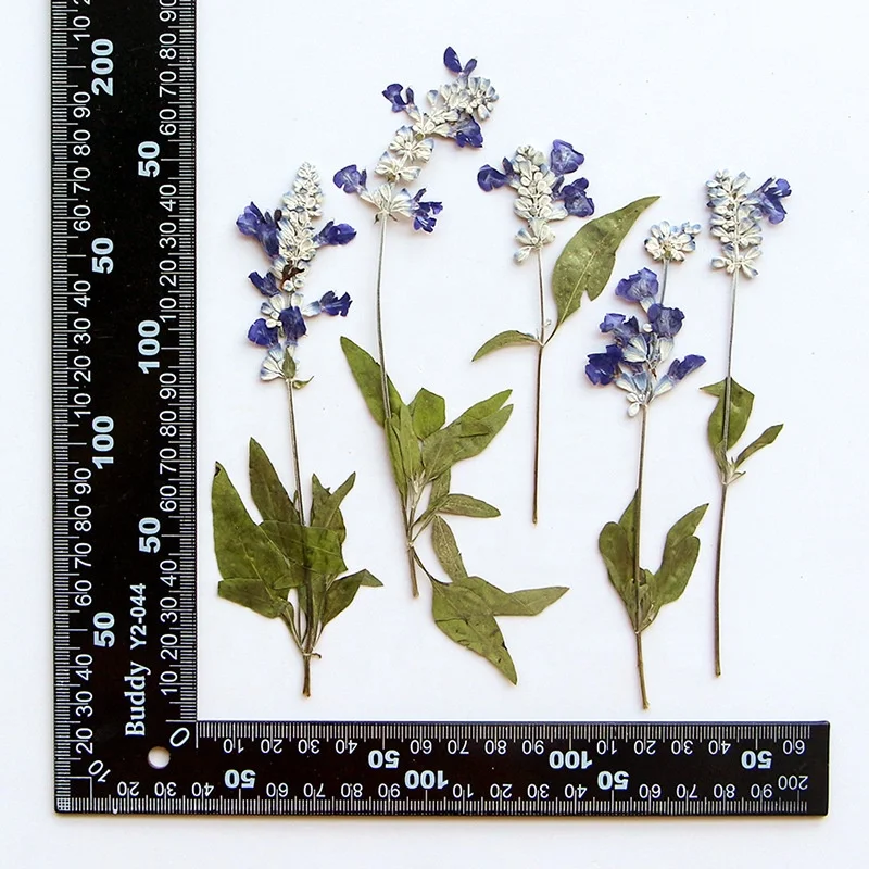 12pcs/pack Sage with Leaf For Resin Epoxy Wax Seal Wedding Photo Frame Eco-friendly Real Pressed Flower