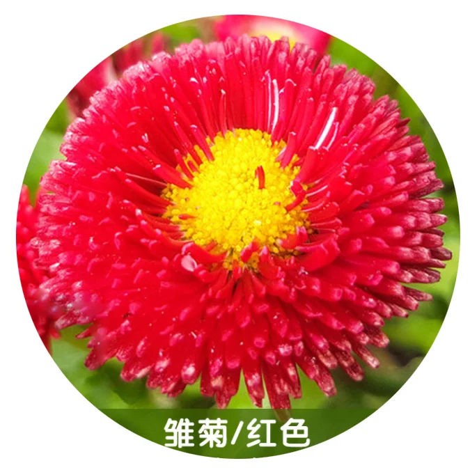 Оптовая продажа, зимний цветок Bellis perennis, семена английских маргариток